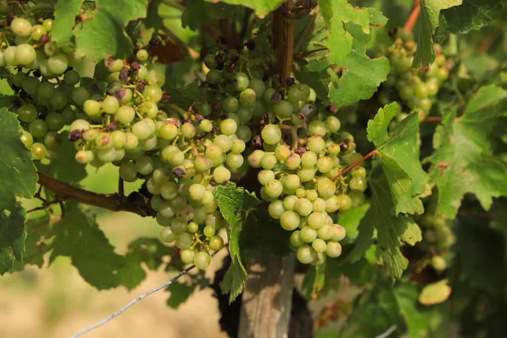 Close-up of green grapes on the vine at Nussberg, Vienna, hinting at the early stages of winemaking.
