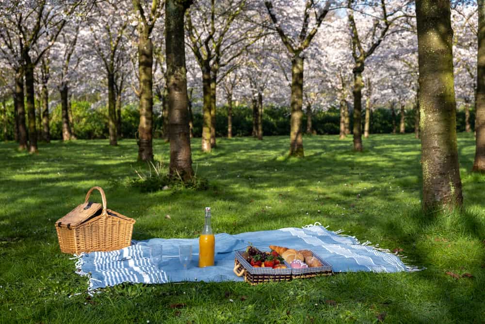A peaceful picnic setup under cherry blossom trees in full bloom, featuring a basket, a bottle of juice, and a platter of fruits and bread