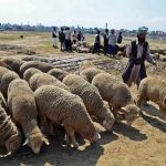 Kashmir Sees 30 Percent Dip in Mutton Sales During Ramzan